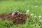 Mole in the garden