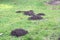 Mole hills in the grass or lawn.