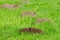 Mole hills on lawn grass and animal head in soil