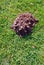 Mole molehill on the grass
