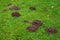 Mole mounds on the lawn. Soil mounds indicate the presence of the mammal`s underground passages