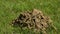 Mole mounds on spring grass in the middle of the garden / grassland