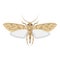 Mole pest entomology icon, little harmful moth