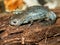 Mole Salamander (Ambystoma talpoideum)