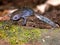 Mole Salamander Illinois Wildlife