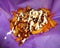 Mole Sauce and Cheese French Fries