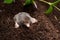 Mole in the soil hol