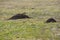 Mole, Talpa europaea, crawling out of brown molehill, green grass at backgrond.