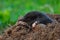Mole, Talpa europaea, crawling out of brown molehill, green grass at backgrond
