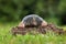 Mole, Talpa europaea, crawling out of brown molehill, green grass in background. Animal from garden. Mole in the nature habitat.