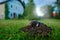 Mole, urban wildlife. Mole in garden with house in background. Mole, Talpa europaea, crawling out of brown molehill, green grass.
