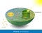 Molecular mechanism of photosynthesis in plants showing the synthesis of glucose in the Calvin cycle of the chloroplast of plant l