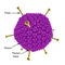 Molecular model of Adenovirus