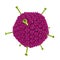 Molecular model of Adenovirus