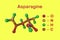 Molecular model of asparagine, an amino acid required for the synthesis of many important cellular proteins in normal