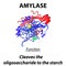 Molecular structural chemical formula of amylase. The functions of the enzyme amylase digestive tract. Breaks down