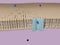 Molecule passing through a protein channel at a lipid bilayer cell membrane