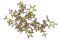 Molecule of scorpion chlorotoxin