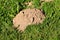 Molehill or conical mound of loose soil raised by small burrowing mammals surrounded with densely growing uncut grass