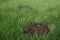 molehill on deep green grass