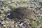 Molehill on early spring meadow, conical mound of loose soil raised by mole