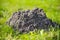 Molehills. Damaged lawn it is result of European Mole activity. This pest is also known as Talpa Europaea