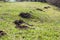 Molehills. Damaged lawn it is result of European Mole activity. This pest is also known as Talpa Europaea. Copy space for text