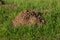 Molehills. Damaged lawn it is result of European Mole activity. This pest is also known as Talpa Europaea. Copy space for text