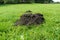 Molehills in a Garden Lawn