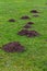 Molehills in the green grass