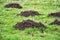 Molehills in a lush green lawn in a park