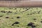 Molehills in meadow in the German countryside
