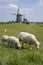 Molendriegang, three windmills, in the area of Leidschendam with sheep in the foreground