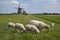 Molendriegang, three windmills, in the area of Leidschendam with sheep in the foreground