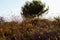 Molentargius by the sunset sunrays,summer, dry vegetation