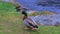 Mollard duck near fresh water steam in lake wanaka new zealand