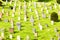 Mollendal cemetery in Bergen