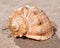 The mollusc or mollusk shell is typically a calcareous exoskeleton