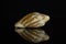 Mollusc sea shell isolated on black glass