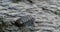 Mollusk Chiton - Rhyssoplax aereus clavata, huttoni, suteri feeding on the stones on the beach under waves in Seychelles