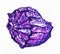 Mollusk shell rapana sideways purple, watercolor sketch, illustration, isolate