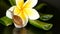 Mollusk walking on aloe vera leaf isolated, black background with frangipani plumeria tropical flower. Snail Serum