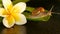 Mollusk walking on aloe vera leaf isolated, black background with frangipani plumeria tropical flower. Snail Serum