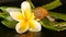 Mollusk walking on aloe vera leaf isolated, black background with frangipani plumeria tropical flower. Snail Serum