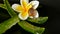 Mollusk walking on aloe vera leaf isolated, black background with frangipani plumeria tropical flower. Snail Serum