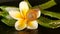 Mollusk walking on aloe vera leaf isolated, black background with frangipani plumeria tropical flower. Snail Serum