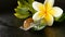 Mollusk walking on aloe vera leaf isolated, black background with frangipani plumeria tropical flower. Snail Serum