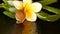 Mollusk walking on aloe vera leaf isolated, black background with frangipani plumeria tropical flower. Snail Serum