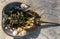 Mollusks Crepidula (Gastropoda) attached to the shell of a horseshoe crab