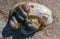 Mollusks Crepidula (Gastropoda) attached to the shell on the sandy shore of a beach near Brighton Beach